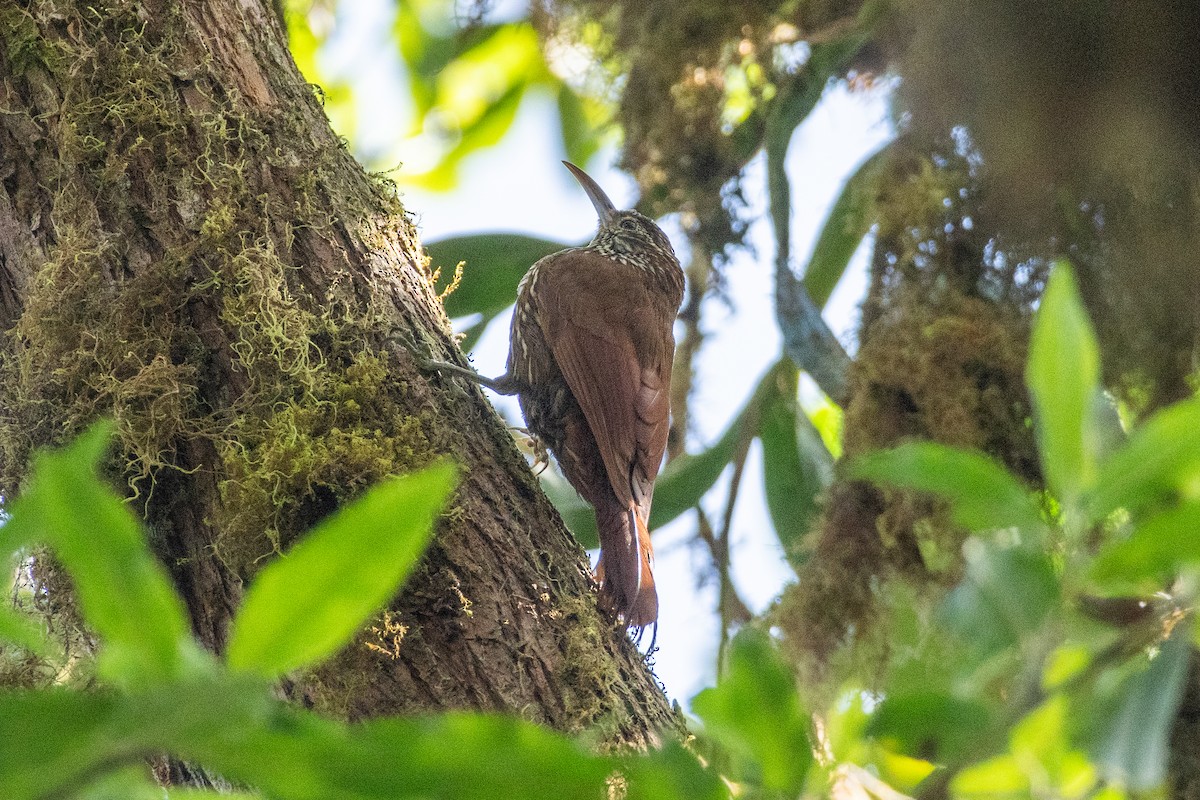 Dağ Tırmaşık - ML647236622