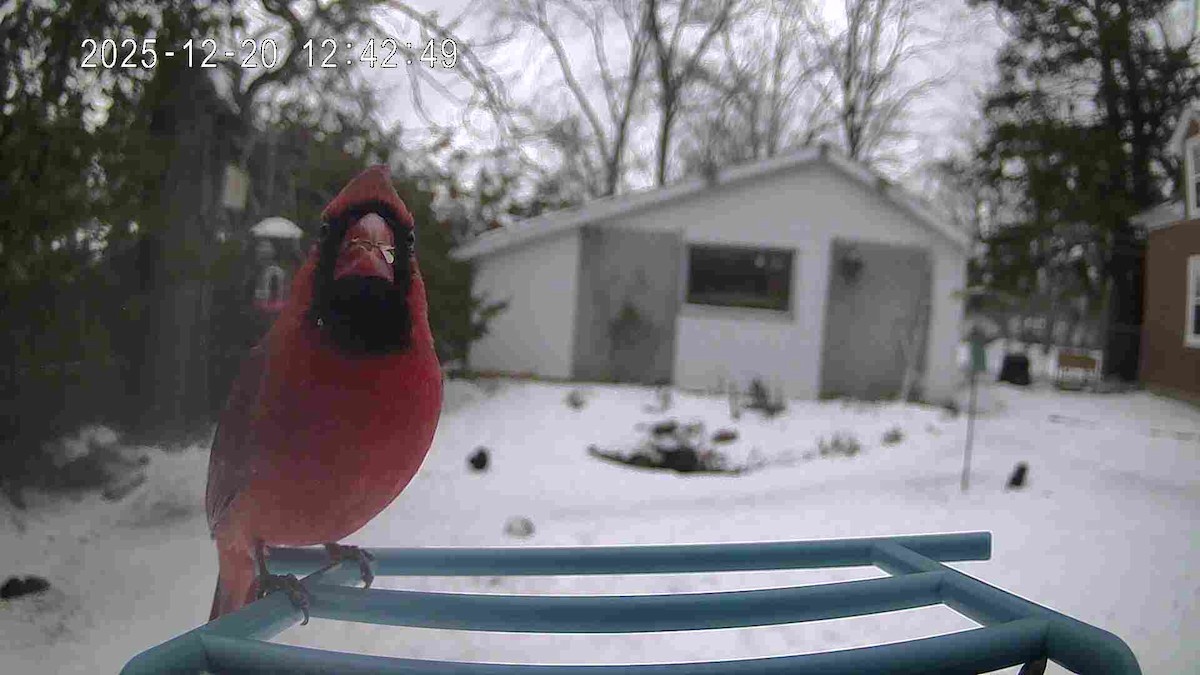 ショウジョウコウカンチョウ - ML647236623