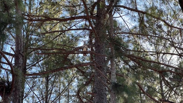 Канюк рудоплечий - ML647236627