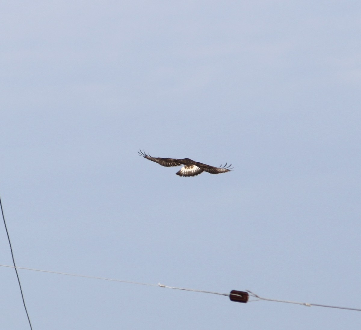 Rough-legged Hawk - ML647236628