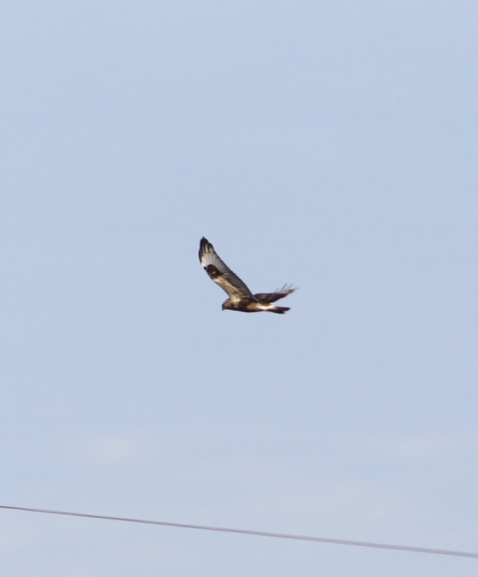 Rough-legged Hawk - ML647236629