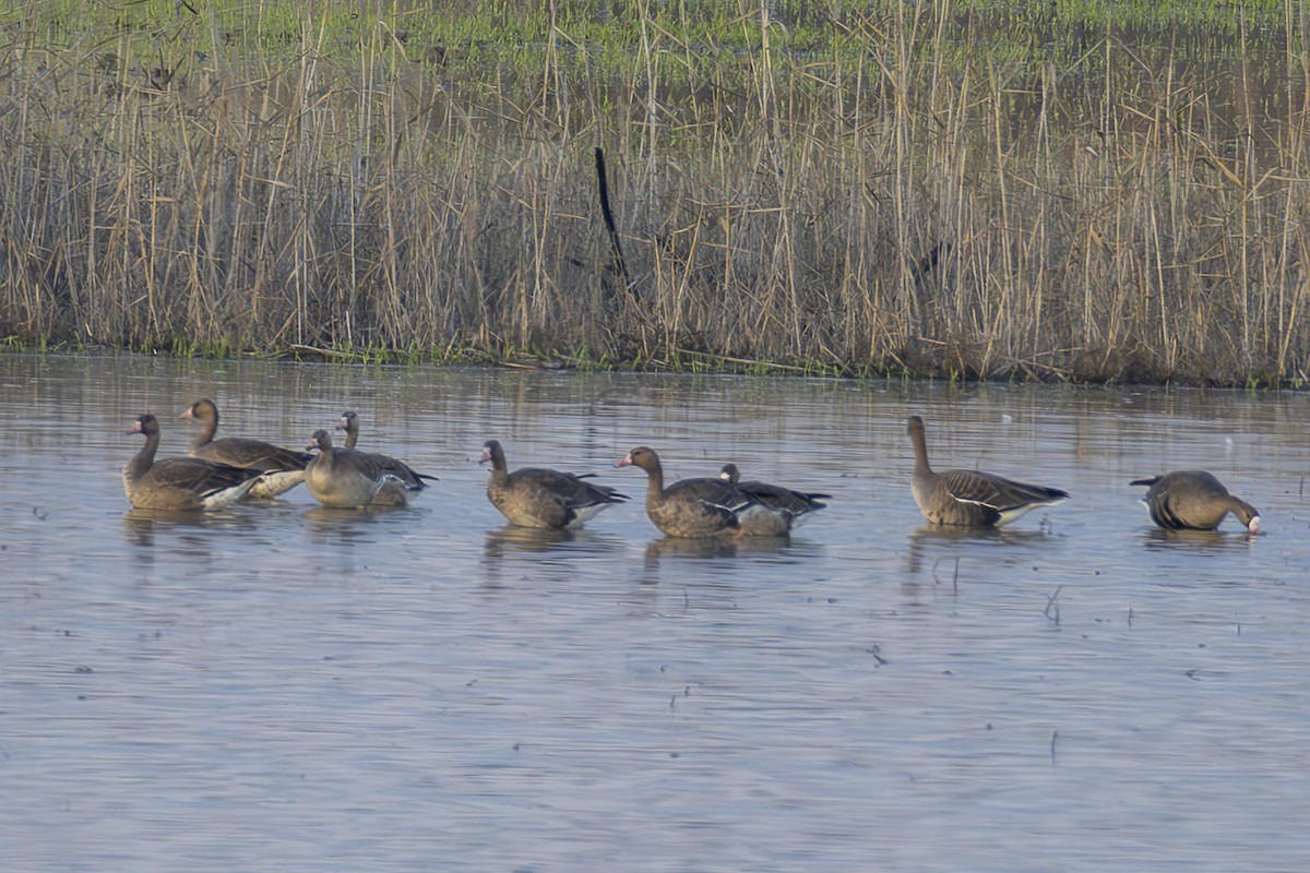 Greater White-fronted Goose - ML647236636