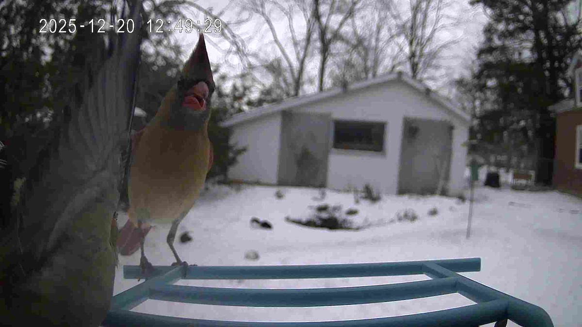 ショウジョウコウカンチョウ - ML647236639