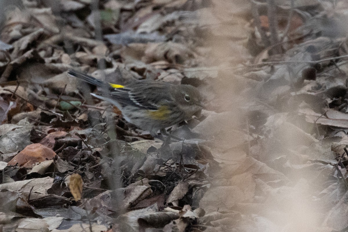 Yellow-rumped Warbler (Myrtle) - ML647236660