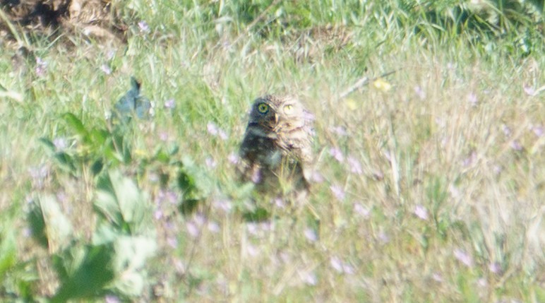 Burrowing Owl - ML647236667