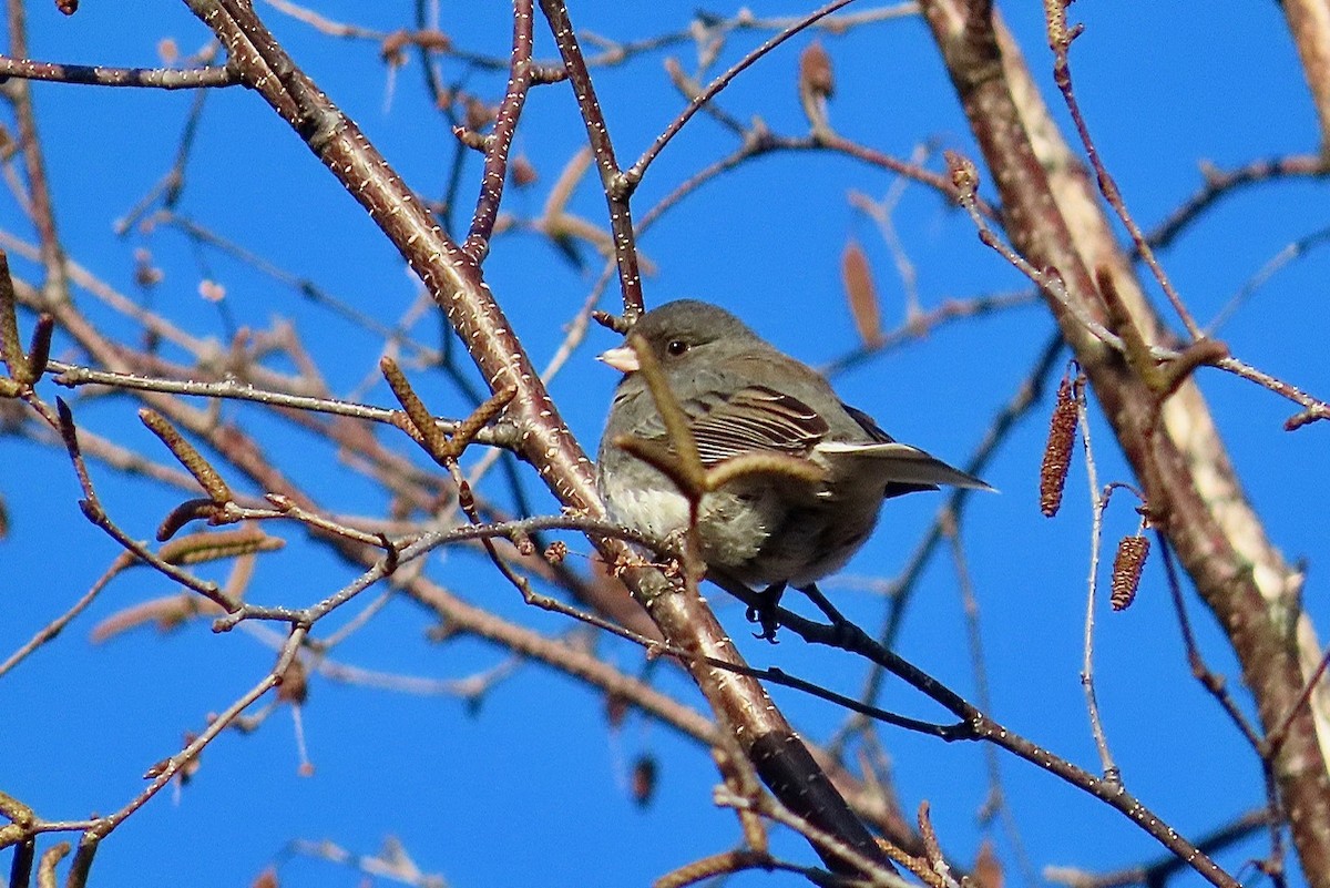 Dark-eyed Junco - ML647236679