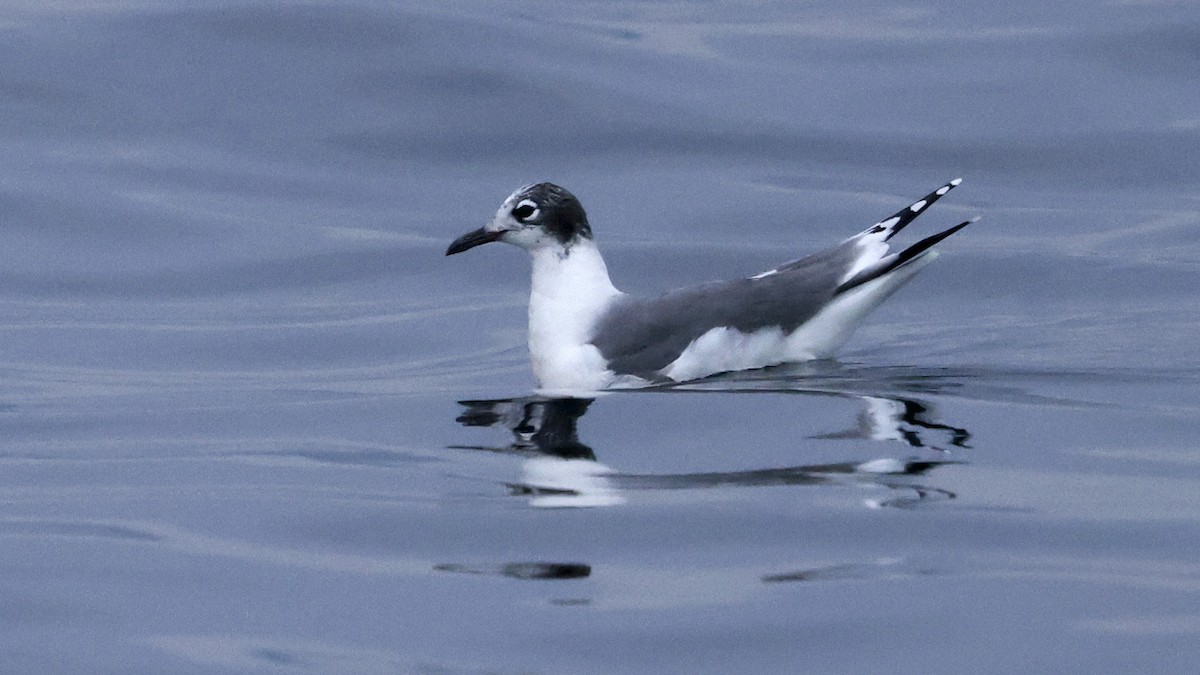 Franklin's Gull - ML647236692