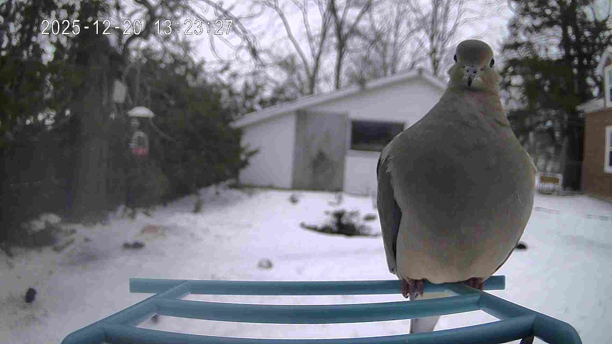 ナゲキバト - ML647236695