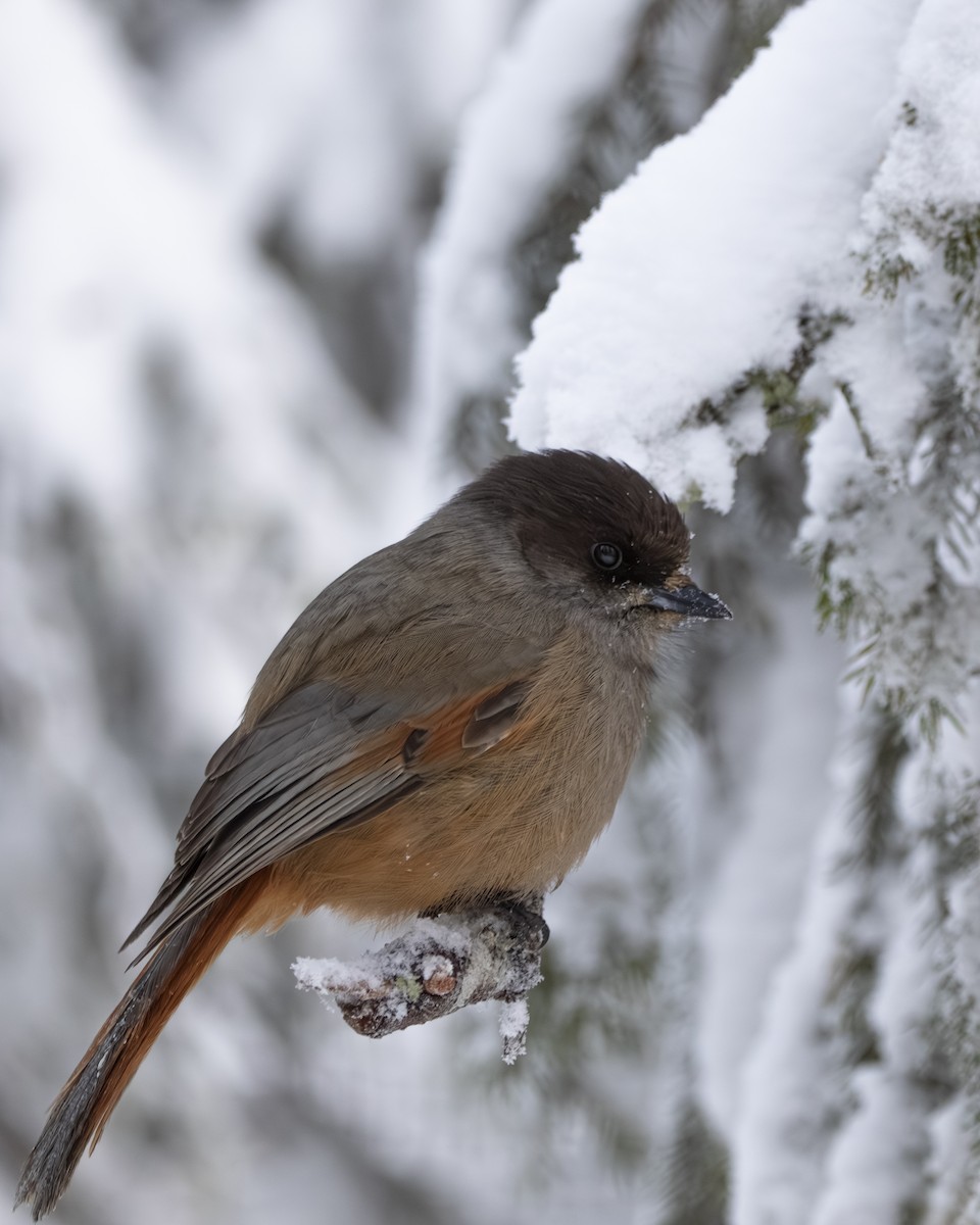 Siberian Jay - ML647236696