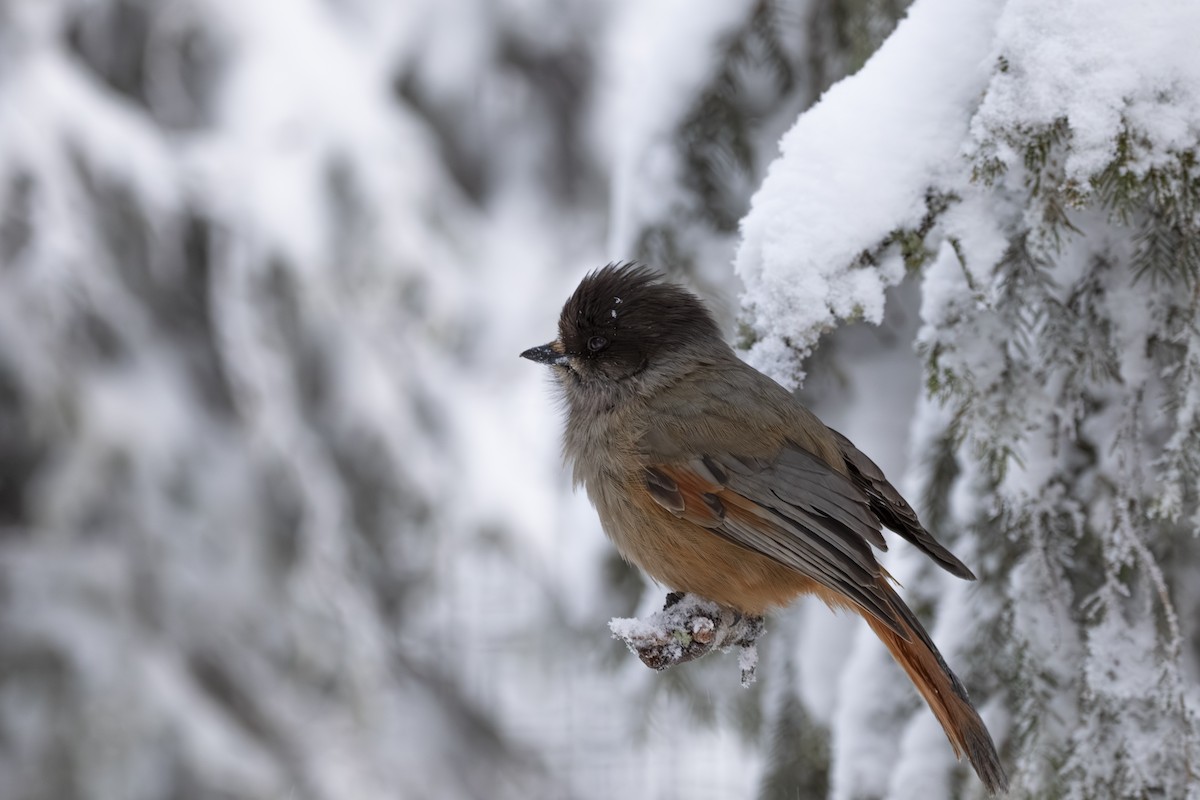 Siberian Jay - ML647236697