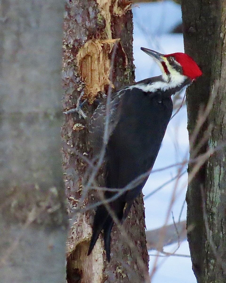 Pileated Woodpecker - ML647236701