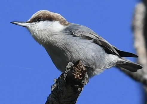 Brown-headed Nuthatch - ML647236709