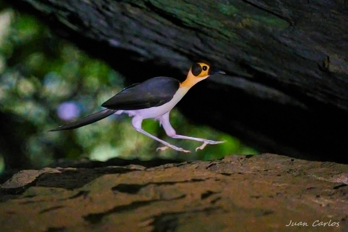 vranule bělokrká - ML647236717