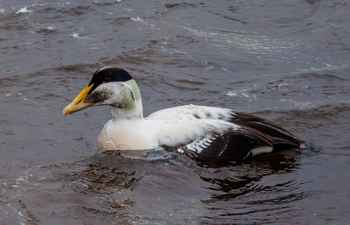 Eiderente - ML647236718