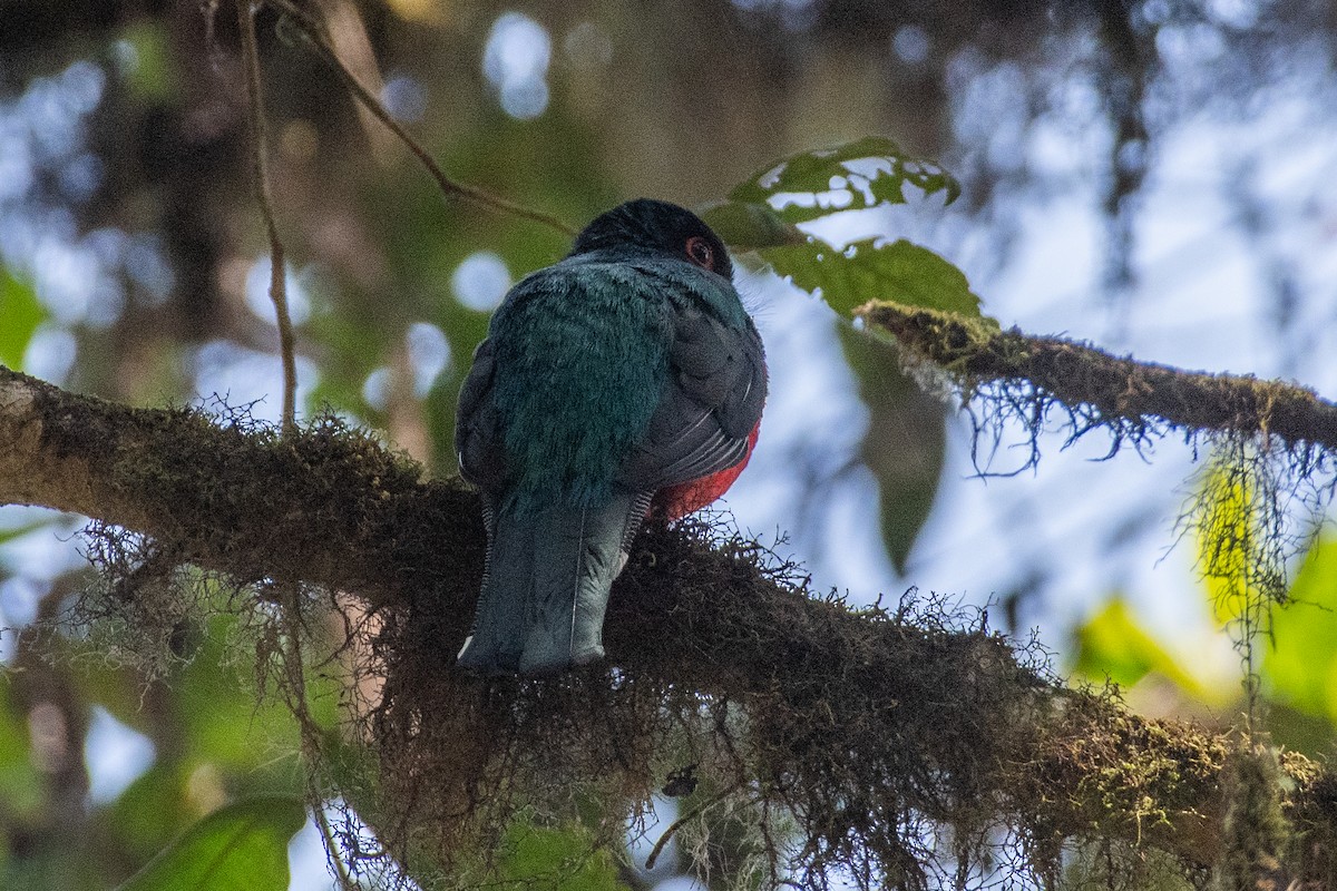 Maskeli Trogon - ML647236719