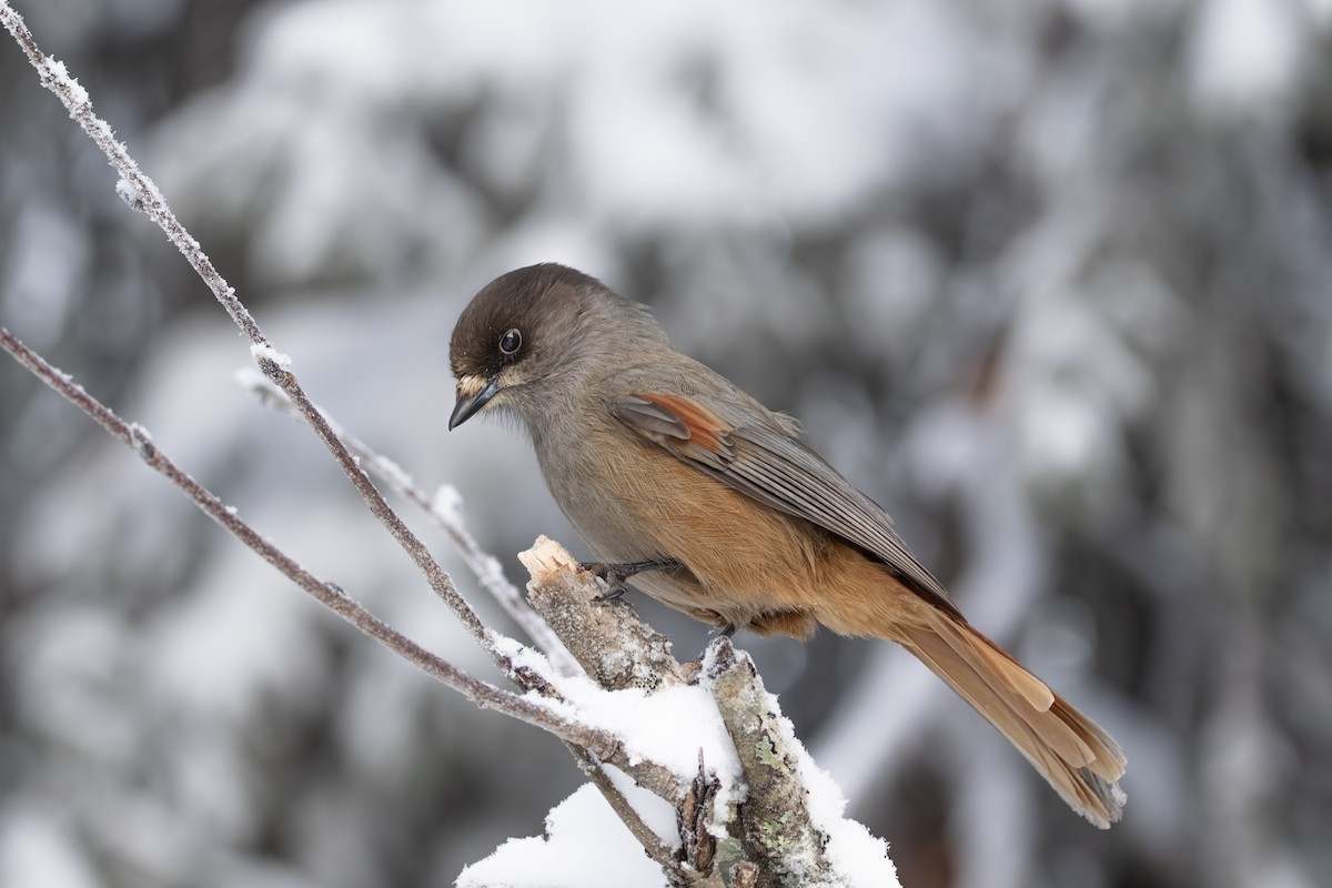Siberian Jay - ML647236720
