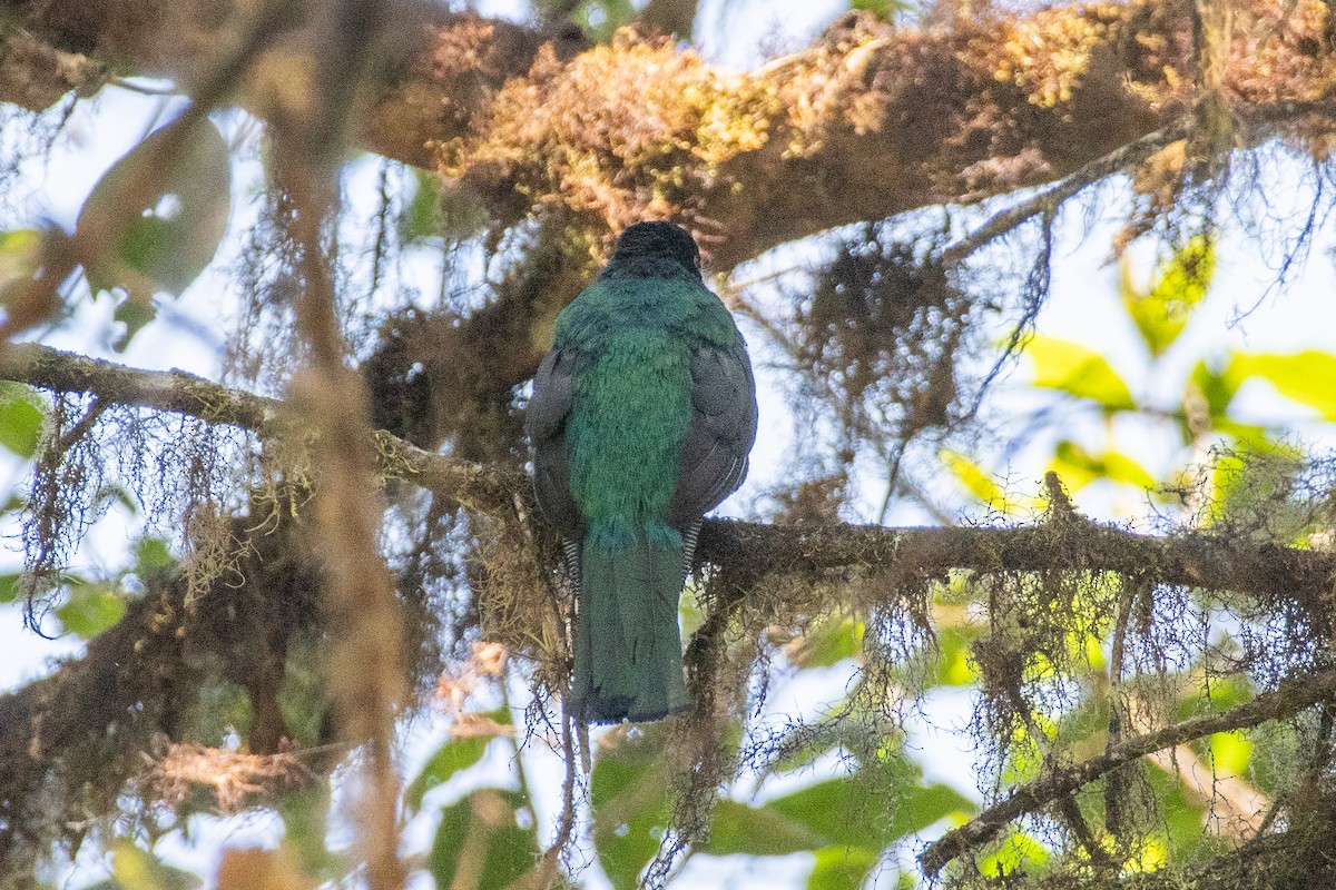 Maskeli Trogon - ML647236721