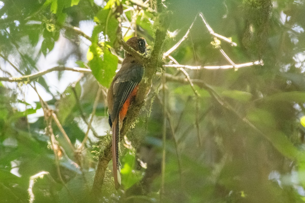 Maskeli Trogon - ML647236722
