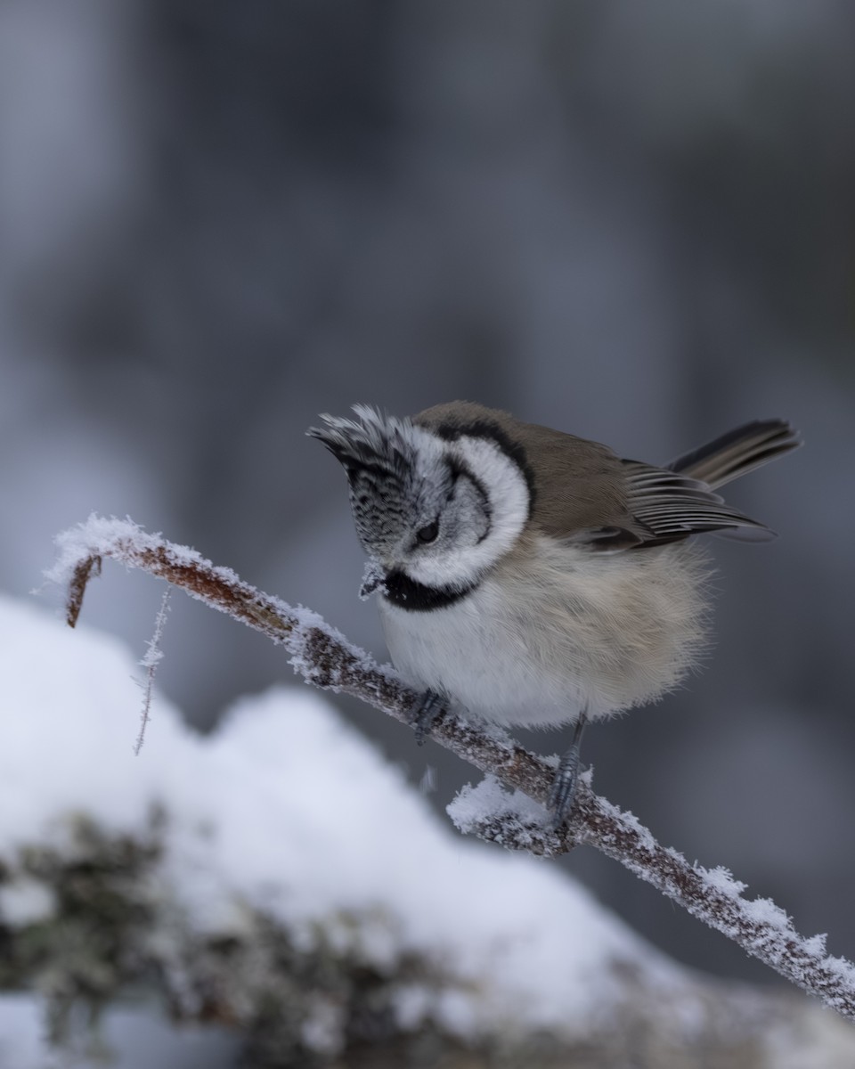 Crested Tit - ML647236725