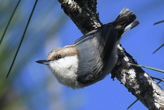 Brown-headed Nuthatch - ML647236729