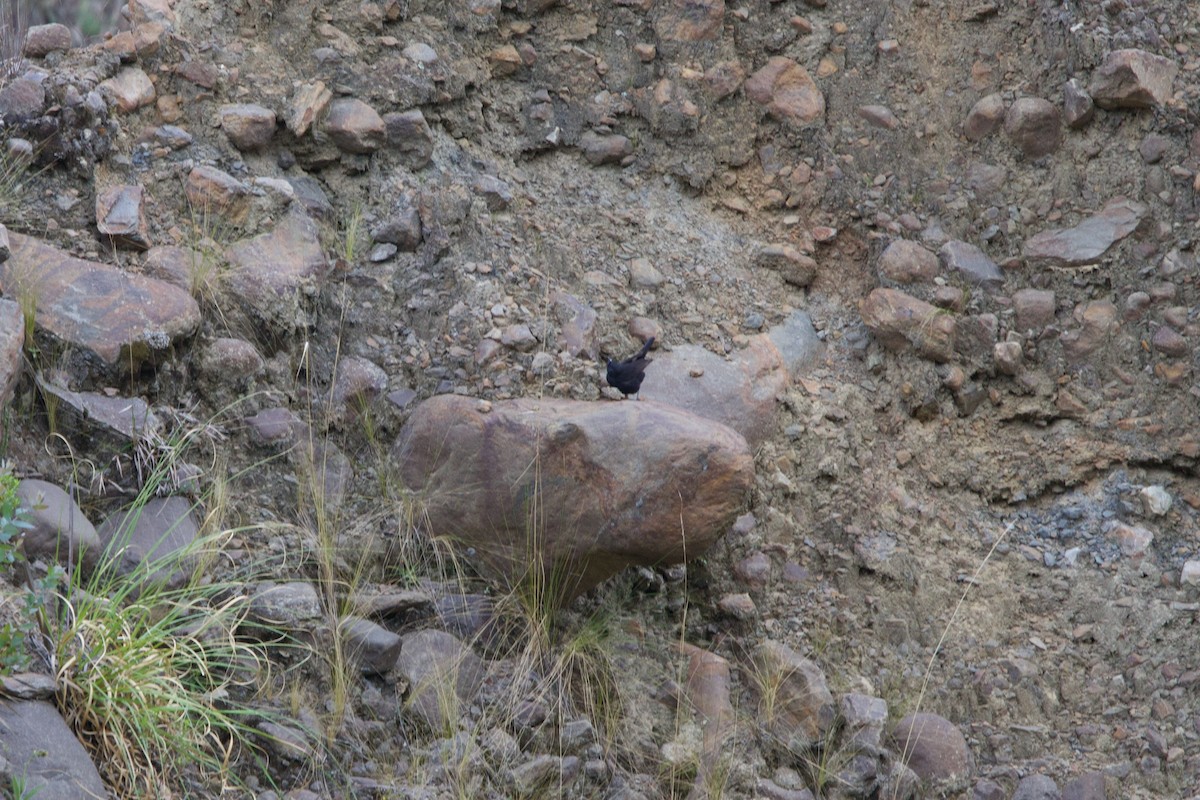 Bolivian Blackbird - ML647236752