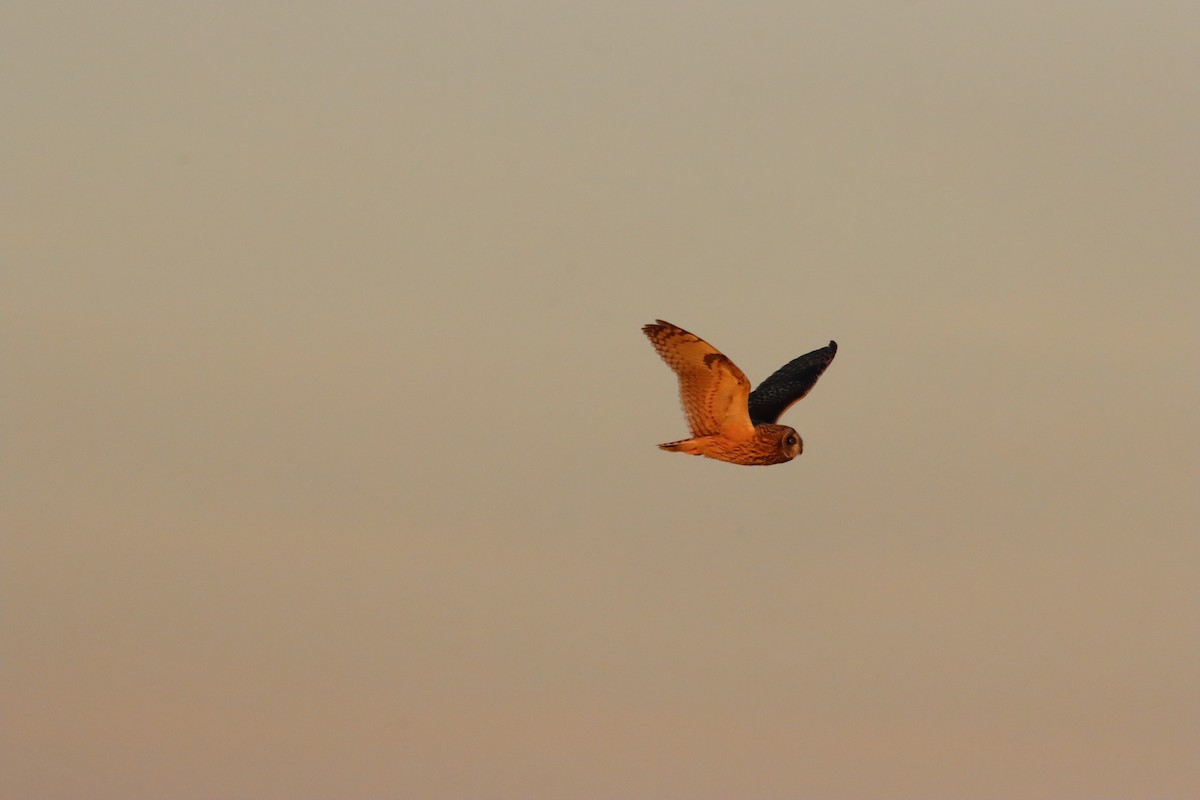 Short-eared Owl - ML647236753