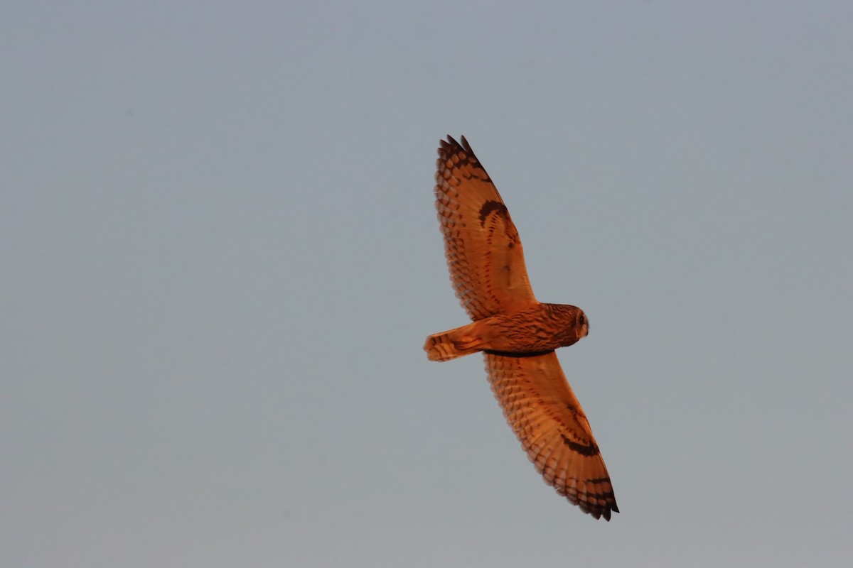 Short-eared Owl - ML647236754