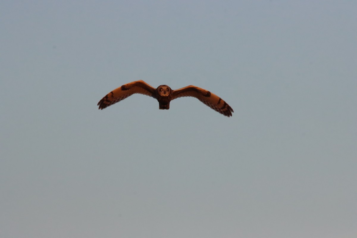Short-eared Owl - ML647236756