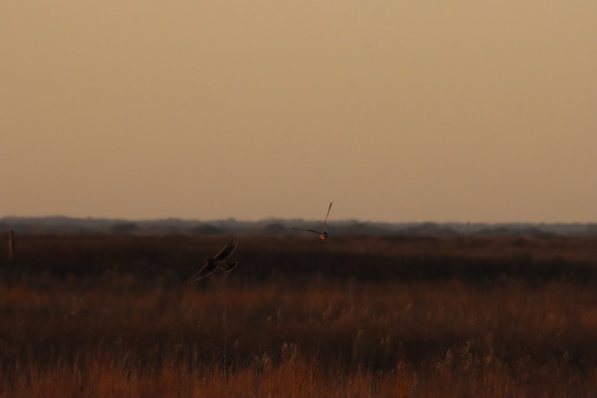 Short-eared Owl - ML647236758
