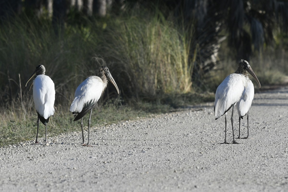 Great Egret - ML647236759