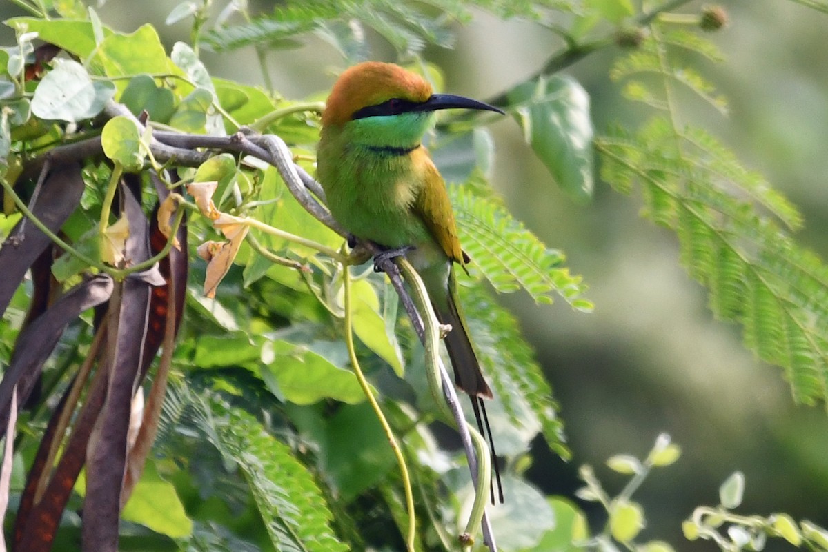 Asian Green Bee-eater - ML647236760