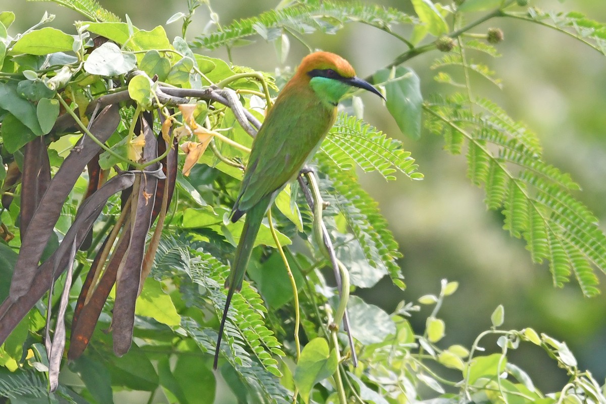 Asian Green Bee-eater - ML647236761