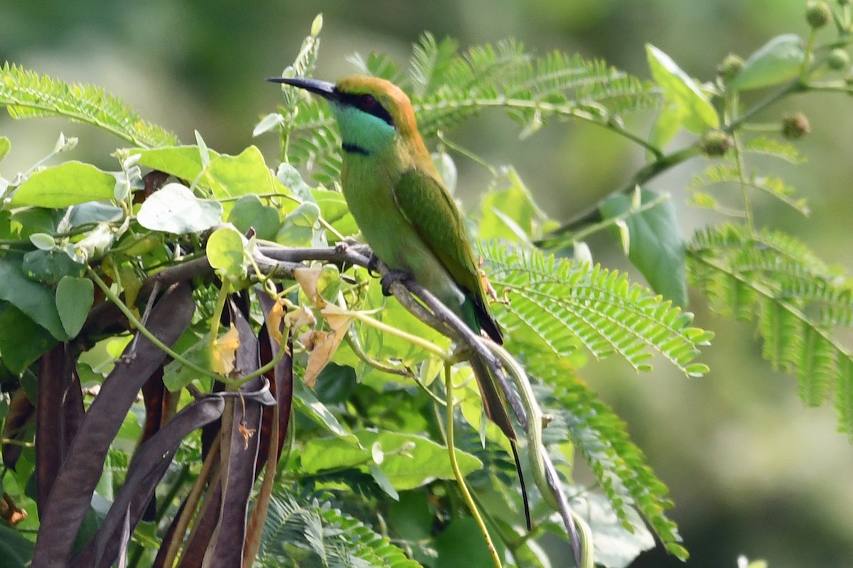 Asian Green Bee-eater - ML647236762