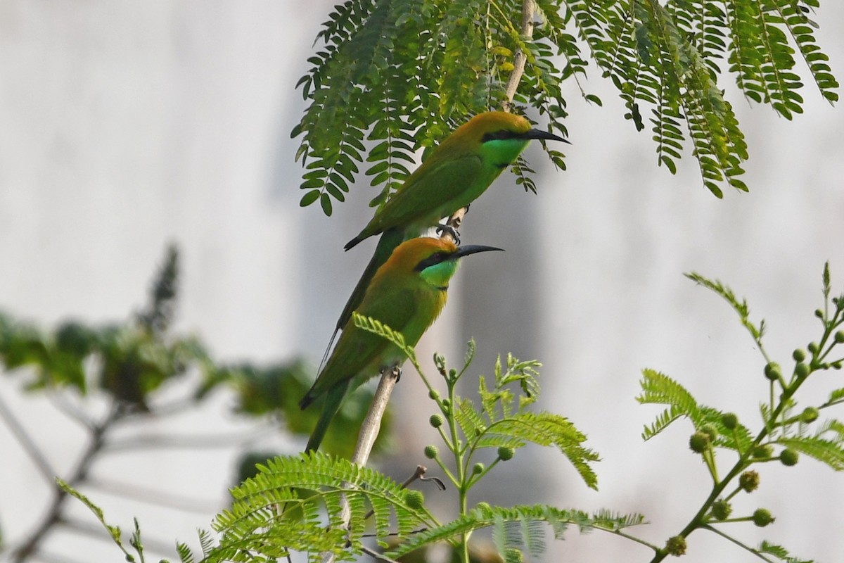Asian Green Bee-eater - ML647236763