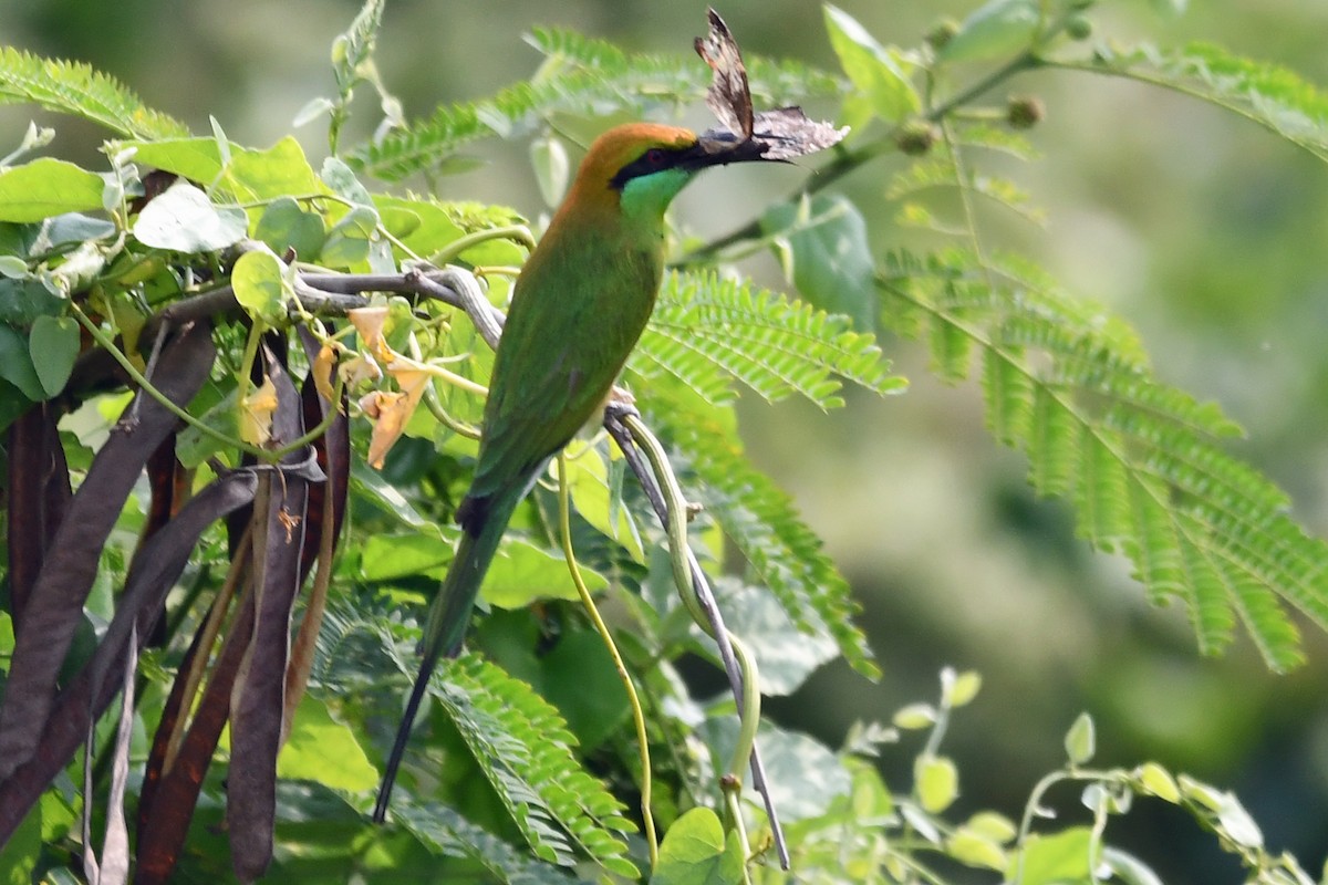 Asian Green Bee-eater - ML647236764