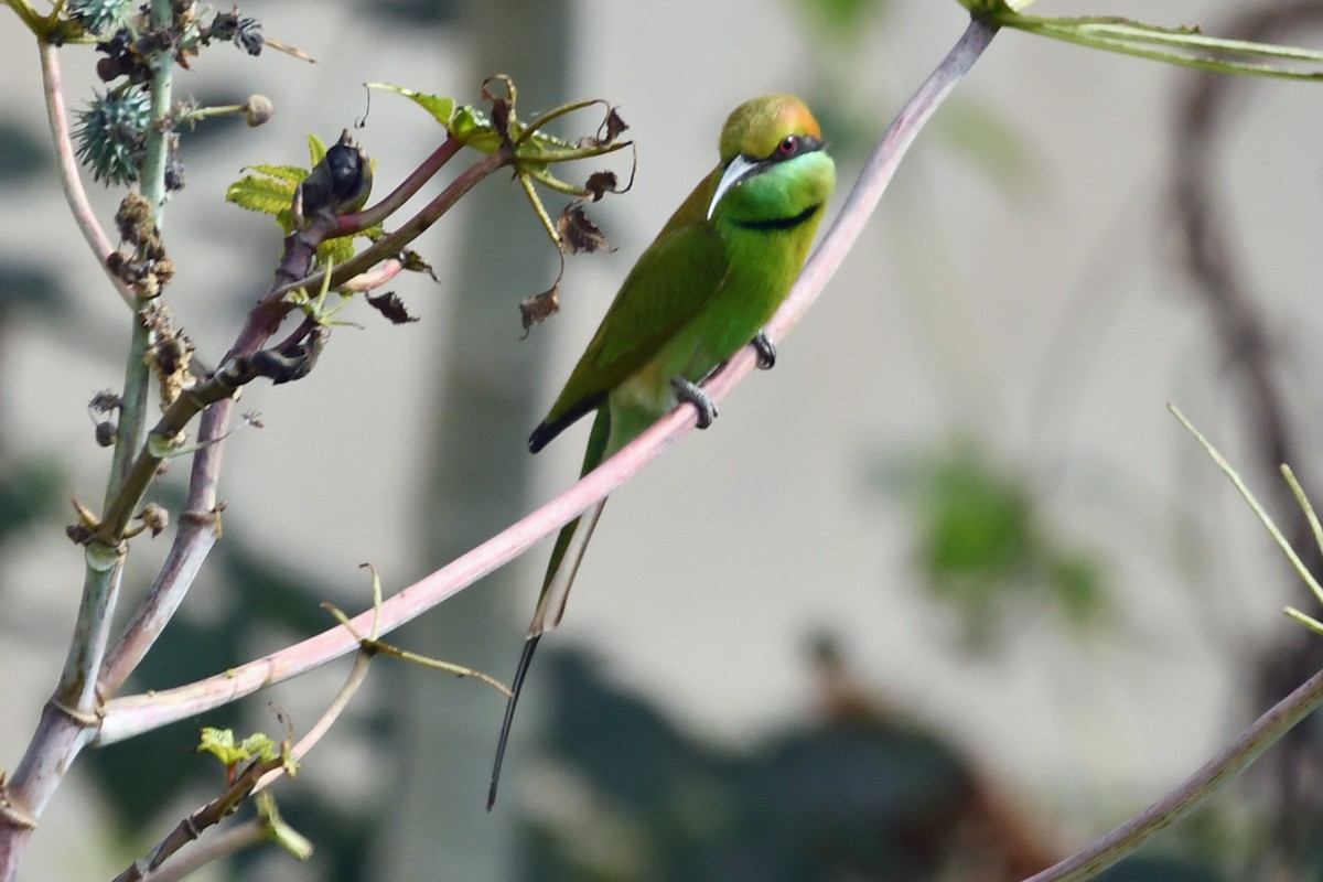 Asian Green Bee-eater - ML647236765