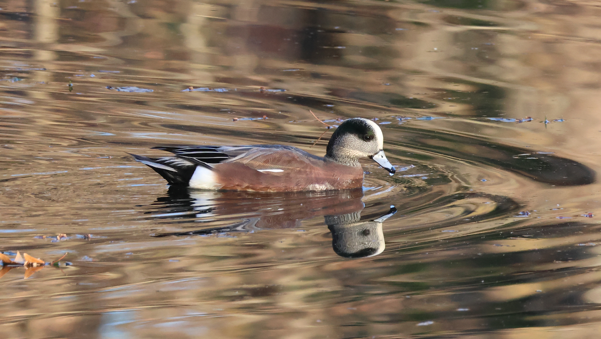 American Wigeon - ML647236766