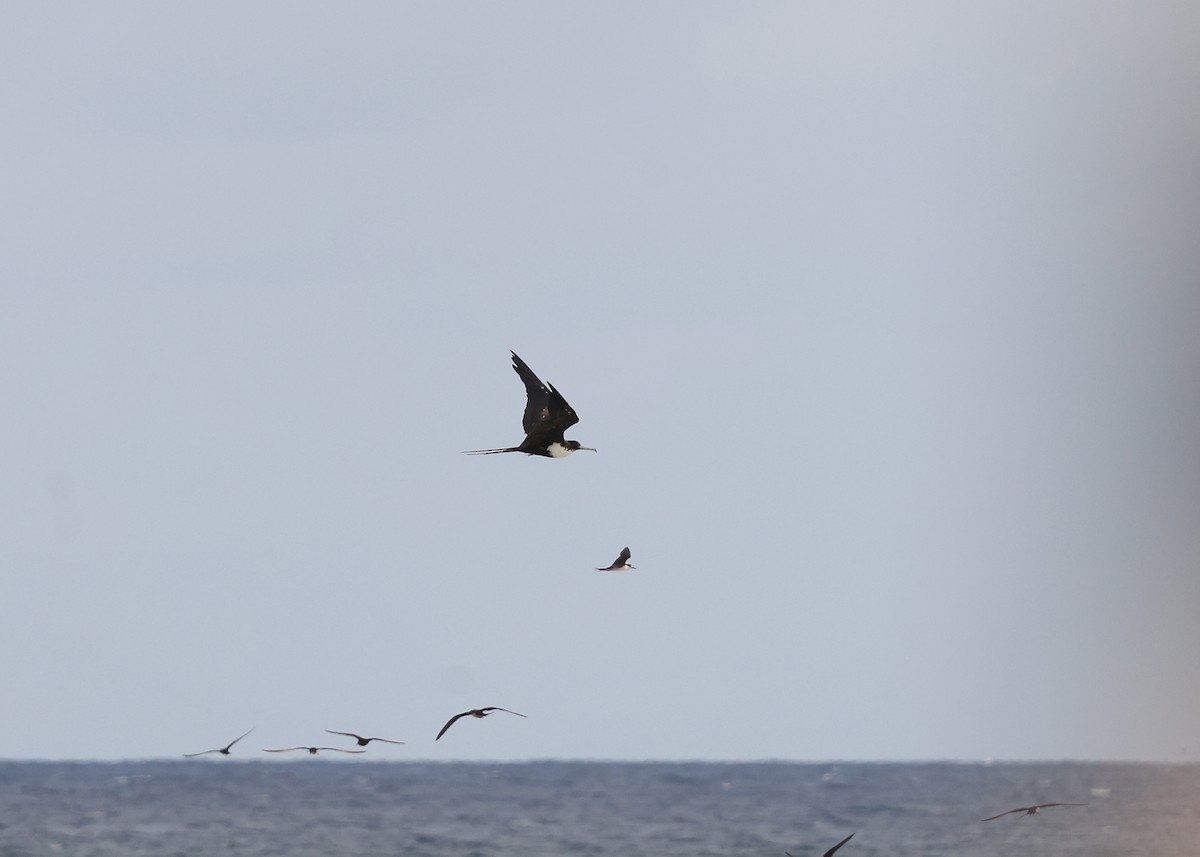 Great Frigatebird - ML647236767