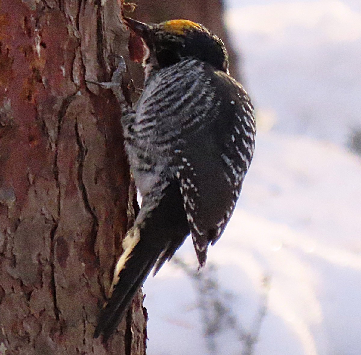 American Three-toed Woodpecker - ML647236769
