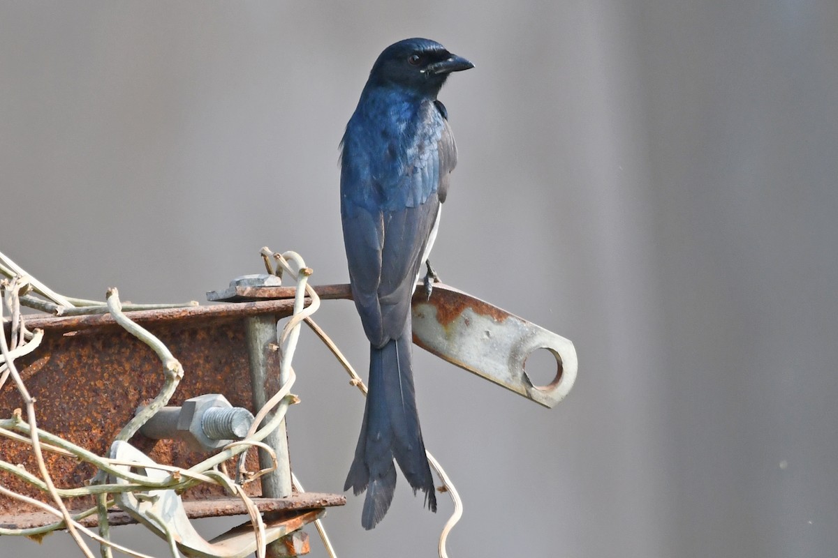 Black Drongo - ML647236770
