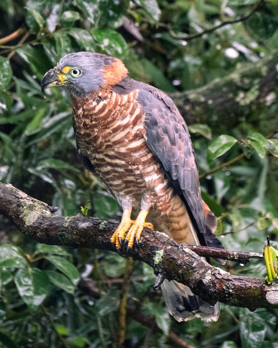 Hook-billed Kite - ML647236772