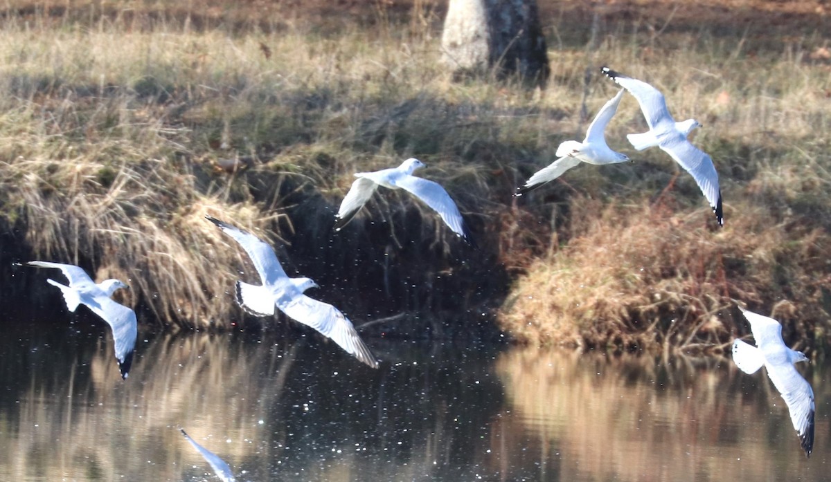 Ring-billed Gull - ML647236773