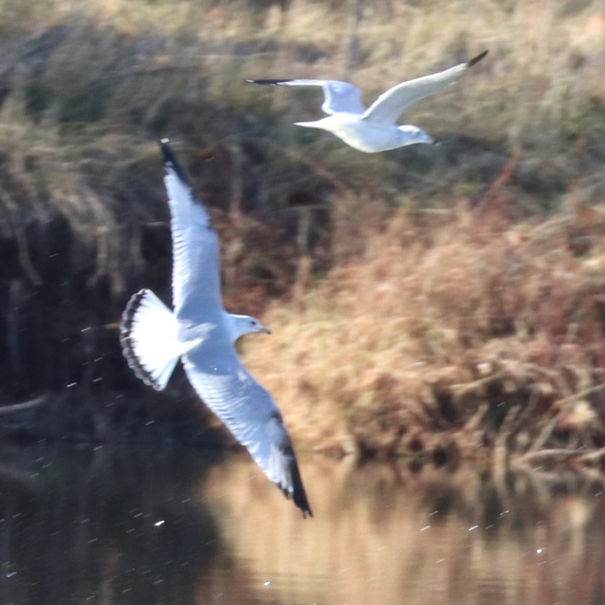 Ring-billed Gull - ML647236774