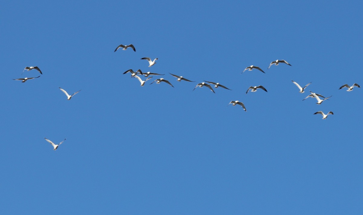 Ring-billed Gull - ML647236775