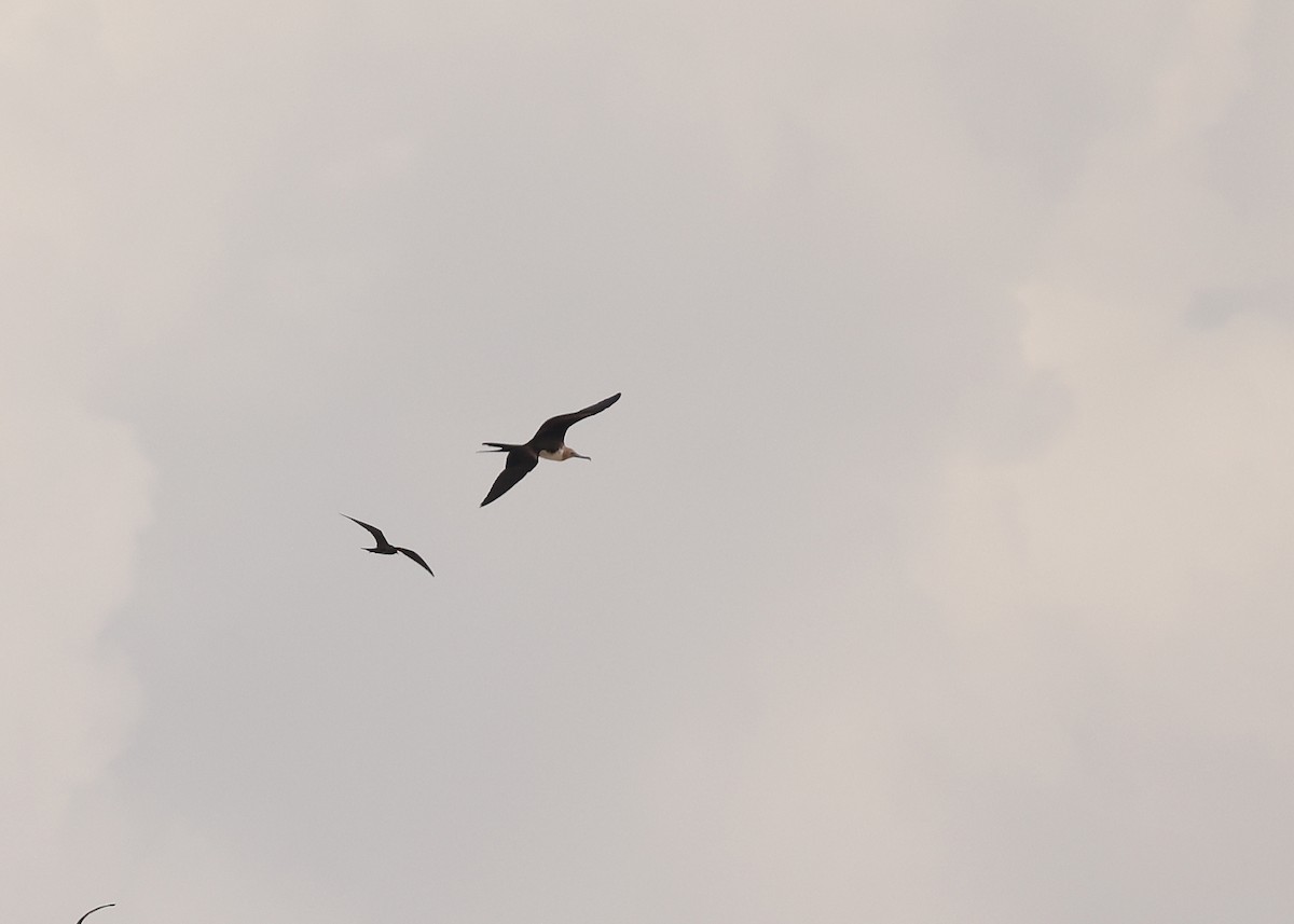 Great Frigatebird - ML647236776