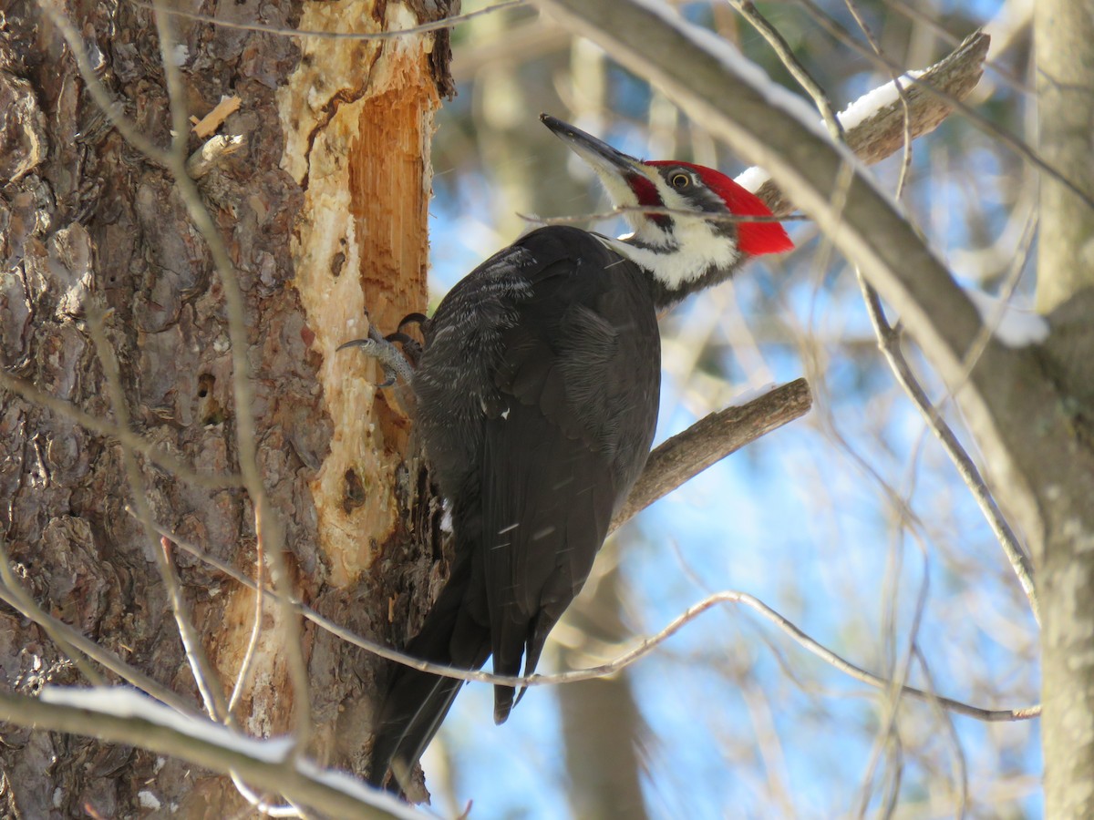 Pileated Woodpecker - ML647236777