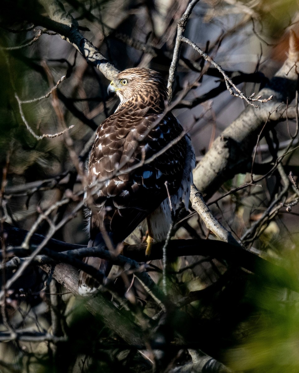 Cooper's Hawk - ML647236778