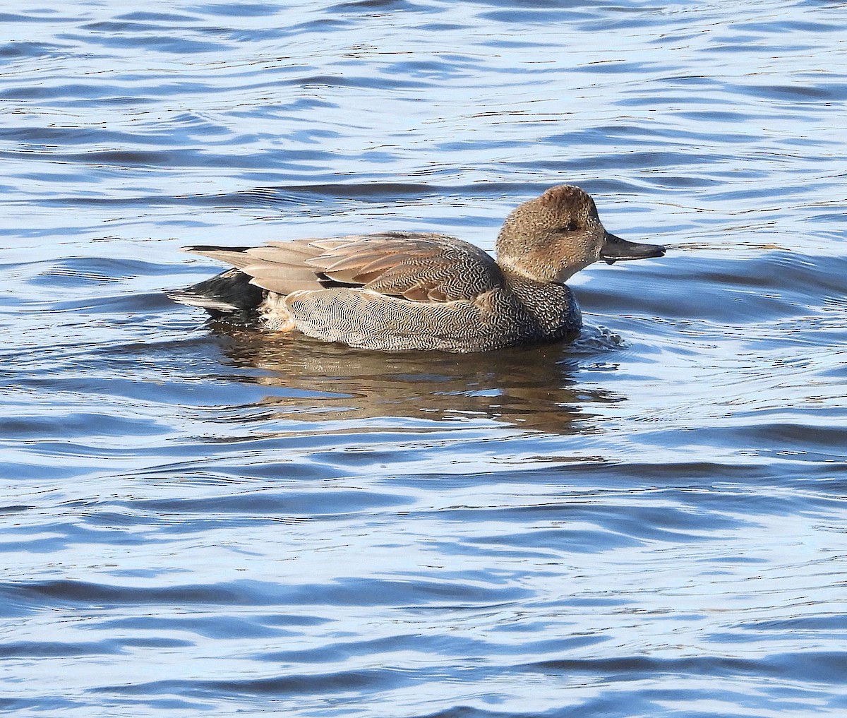 Gadwall - ML647236779