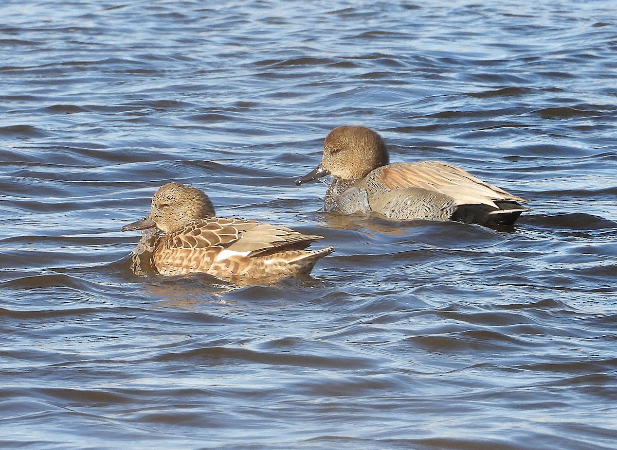 Gadwall - ML647236780