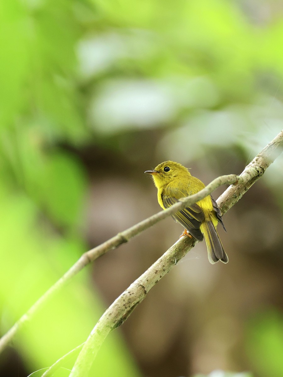Citrine Canary-Flycatcher - ML647236802